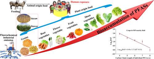 An infographic showing how PFAS (per- and polyfluoroalkyl substances) bioaccumulate through the food chain. On the left, crops such as grains, straw, and stover, are shown to have lower PFAS bioaccumulation compared to other crops in the figure. Root vegetables, flower vegetables, fruit vegetables, and leafy vegetables are shown along a rising pathway toward human exposure. A large red arrow labeled &ldquo;Bioaccumulation of PFAS&rdquo; increases from left to right, indicating higher accumulation at higher levels of the food chain. On the right, a small graph shows a negative relationship between PFAS carbon chain length and bioaccumulation factor in crops grown in PFAS-contaminated fields.